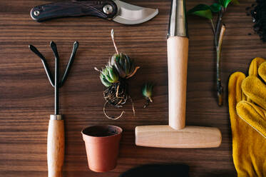 Flat lay of small home gardening instruments with gloves and flowerpot with plants on wooden table - ADSF26509