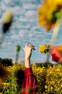 Crop unrecognizable female with raised arm among blooming yellow flowers on meadow in countryside under cloudy sky - ADSF26705