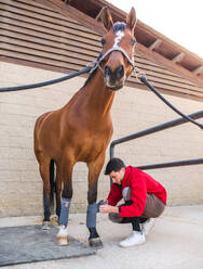 Full body of focused young male owner in casual clothes bandaging legs of purebred chestnut horse with bridle standing in outdoor stable in ranch - ADSF26889