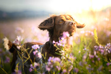 Boykin Spaniel Welpe mit geflecktem Fell jagt in der Natur zwischen Gras und blühenden Wildblumen - ADSF26893