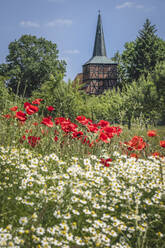 Blühende Blumen auf einer Sommerwiese mit der Dorfkirche Monchow im Hintergrund - KEBF02023