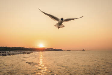 Seagull flying near coast over setting sun - KEBF02026