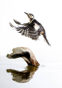 Kleiner Meisenvogel mit ausgebreiteten Flügeln, der über einem trockenen Baumstamm schwebt und sich im ruhigen Wasser eines Sees spiegelt - ADSF26981