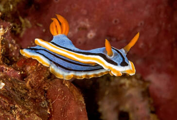 Vivid blue nudibranch mollusk with yellow and black lines and rhinophores on coral reefs - ADSF26986