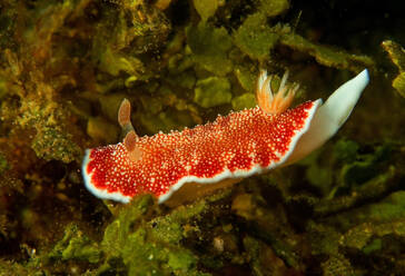 Leuchtend rote Nacktschnecke mit Rhinophoren und Tentakeln, die in der Tiefsee auf Algen sitzt - ADSF26987