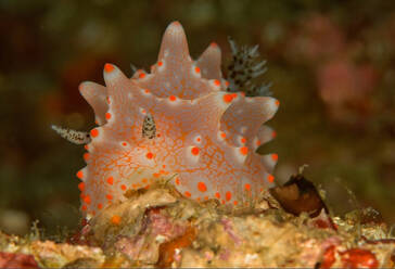 Weiße Nacktschnecke mit orangefarbenen Flecken, Tentakeln und Rhinophoren, die auf Korallenriffen in der Tiefsee herumkriechen - ADSF26988