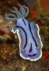 Light blue nudibranch mollusk with black stripes swimming near coral reefs in on sea bottom - ADSF26989