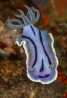 Hellblaue Nacktschnecke mit schwarzen Streifen, die in der Nähe von Korallenriffen auf dem Meeresgrund schwimmt - ADSF26989
