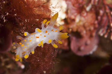 Translucent nudibranch mollusk with yellow tentacles swimming in deep dark seawater over reef - ADSF26990