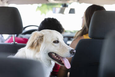 Dog sitting with pet owners in car - EIF01700