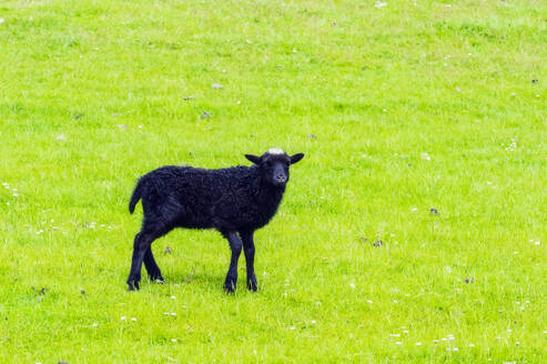 Schwarze Schafe auf einer grünen Weide - THAF02982