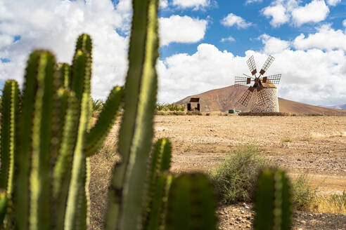 Traditionelle Windmühle aus Stein, eingerahmt von Kakteen, Tefia, Fuerteventura, Kanarische Inseln, Spanien, Atlantik, Europa - RHPLF20404