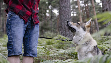 Dog looking at male hiker standing in forest - JCCMF03157