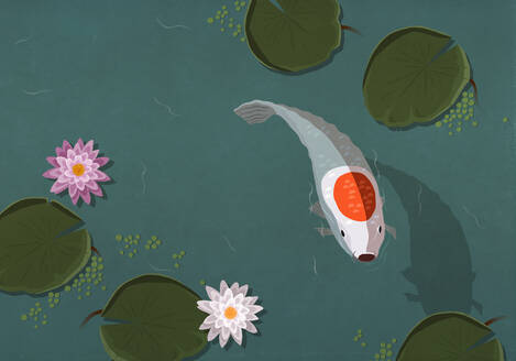 Koi-Fische schwimmen in einem Teich mit Seerosenblättern - FSIF05810