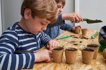 Siblings planting seedling in cardboard cup with ground at table with gardening shovel - ADSF27246