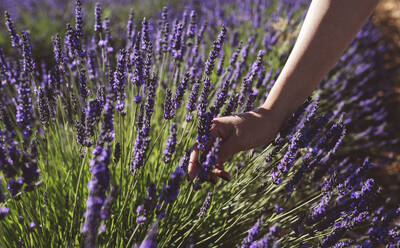 Woman's hand touching lavender flowers in field - JCCMF03176