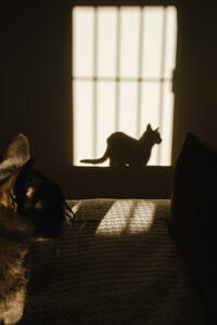 Blick auf Schatten und Licht im Schlafzimmer mit Katze und Fensterschatten - ADSF27294