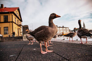 Von unten der wilden bunten Schar von Enten auf Asphalt verschneiten Straßenrand in der Nähe der Stadt Teich in Island - ADSF27334