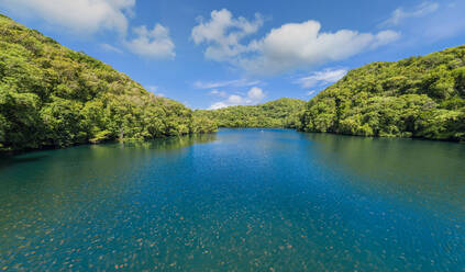 Quallensee, Palau - AAEF09391