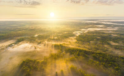 Luftaufnahme des Brjansker Waldes an einem nebligen Morgen, Russland. - AAEF09414