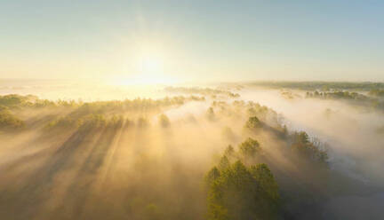 Luftaufnahme des Brjansker Waldes an einem nebligen Morgen, Russland. - AAEF09421