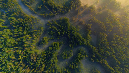 Aerial view of Bryansk forest on a foggy morning, Russia. - AAEF09423