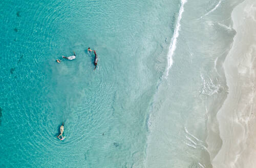 Luftaufnahme von Menschen schwimmen und spielen mit Pferden in der Karibik vor der Küste von Kolumbien - AAEF09541