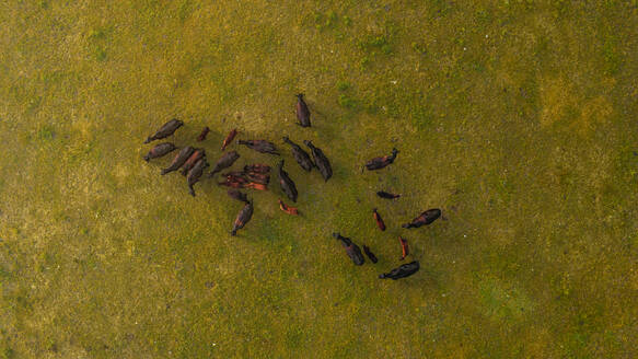 Luftaufnahme einer Herde von Black-Angus-Kühen, die auf den Hügeln bei Rossoreggio, Emilia-Romagna, Italien, grasen. - AAEF09746