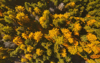 Luftaufnahme eines goldenen und grünen Lärchenwaldes im Herbst auf den Hügeln bei Trivero, Piemont, Italien. - AAEF09753