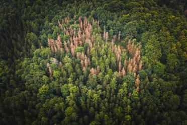 Luftaufnahme einer Gruppe von abgestorbenen Bäumen inmitten des Waldes im Nationalpark S√§chsische Schweiz, Deutschland. - AAEF09867