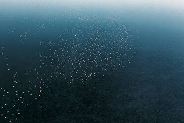 Luftaufnahme eines Vogelschwarms am Wattenmeer, Friesland, Niederlande. - AAEF09896