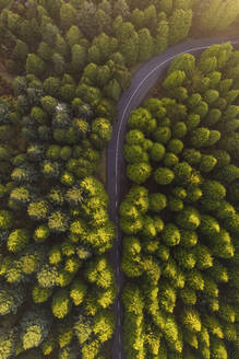 Aerial view of the road in the forest with green pine trees, Ch√£o das Feiteiras, Madeira Island, Portugal. - AAEF10018