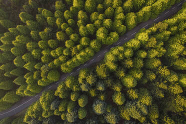 Aerial view of the road in the forest with green pine trees, Ch√£o das Feiteiras, Madeira Island, Portugal. - AAEF10019