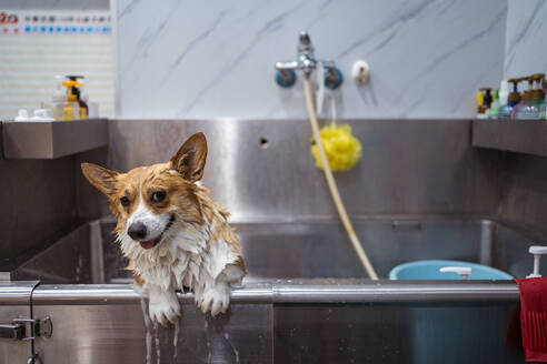 Nasser brauner Hund, der interessiert in die Kamera schaut, während er nach dem Trimmen und Waschen allein im Metallbad steht - ADSF27425