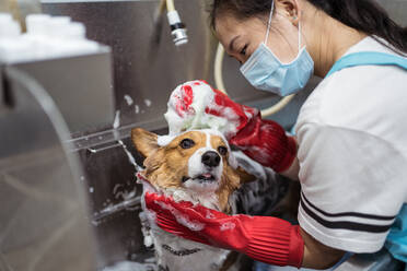 Above view of unrecognizable female washing calm Corgi dog with soap using washcloth in special metal bath while grooming pet in contemporary vet salon - ADSF27426