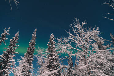 Malerische Bäume im Schnee in der Nähe von Bäumen und wunderbare Polarlichter am Himmel in Arctic Island - ADSF27517