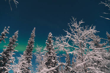 Picturesque trees in snow near trees and wonderful polar lights on heaven in Arctic Island - ADSF27517