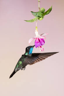 Kolibri fliegen um eine schöne Blume über verschwommenen Hintergrund - ADSF27539