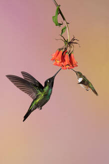 Kolibris fliegen um eine schöne Blume über verschwommenen Hintergrund - ADSF27541