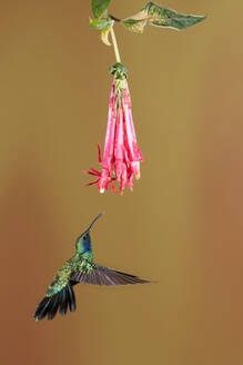 Kolibri fliegen um eine schöne Blume über verschwommenen Hintergrund - ADSF27542