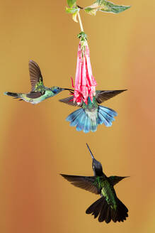 Kolibris fliegen um eine schöne Blume über verschwommenen Hintergrund - ADSF27543