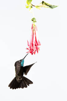 Kolibri fliegt um eine schöne Blume auf weißem Hintergrund - ADSF27544
