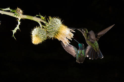 Kolibris fliegen um eine schöne Blume über einen dunklen Hintergrund - ADSF27545