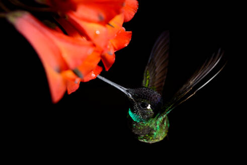 Kolibri fliegt um eine schöne Blume über einen dunklen Hintergrund - ADSF27546