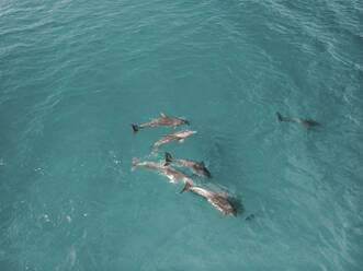 Aerial view of dolphins swimming in the water, Fraser coast, Queensland, Australia. - AAEF10084