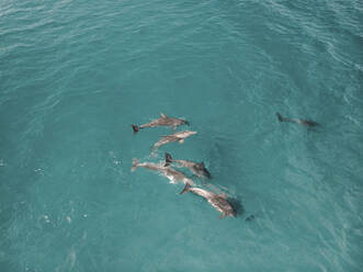 Luftaufnahme von Delfinen, die im Wasser schwimmen, Fraser-Küste, Queensland, Australien. - AAEF10084