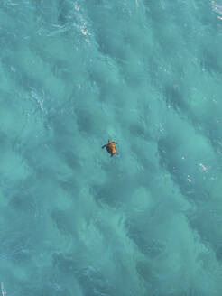 Luftaufnahme einer Schildkröte, Fraser Coast, Queensland, Australien. - AAEF10092