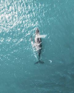 Luftaufnahme eines Buckelwals und seines Kalbs, Fraser Coast, Queensland, Australien. - AAEF10109