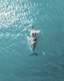 Luftaufnahme eines Buckelwals und seines Kalbs, Fraser Coast, Queensland, Australien. - AAEF10109