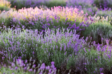 Blick auf eine blühende Wiese mit Lavendelblüten auf dem Lande - ADSF27618